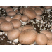 Мицелий Шампиньона королевского (Agaricus bisporus) Мицелий Шампиньона королевского (Agaricus bisporus)